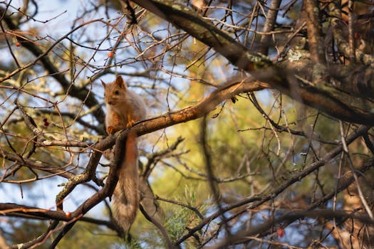 Red squirrel on a tree branch in the autumn forest of Altai Krai, Russia.