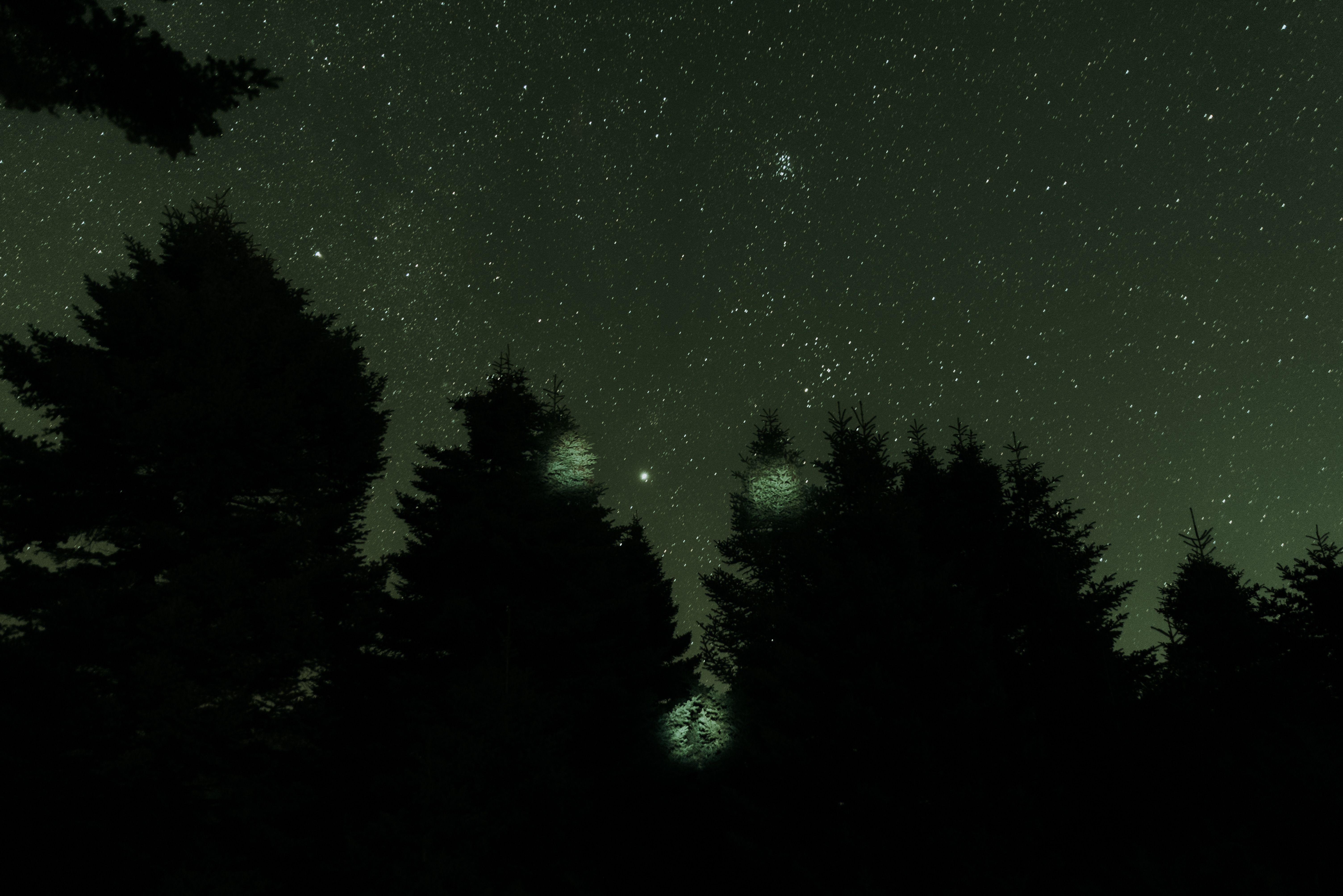 Starry Night with Silhouetted Pine Trees · Free Stock Photo