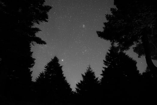 A serene starry sky framed by dark silhouettes of forest trees at night.