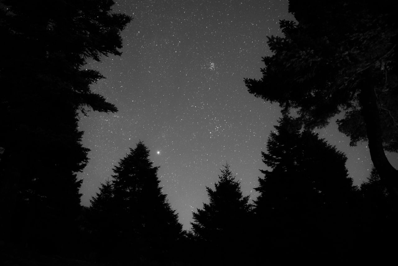 a serene starry sky framed by dark silhouettes of forest trees at nigh