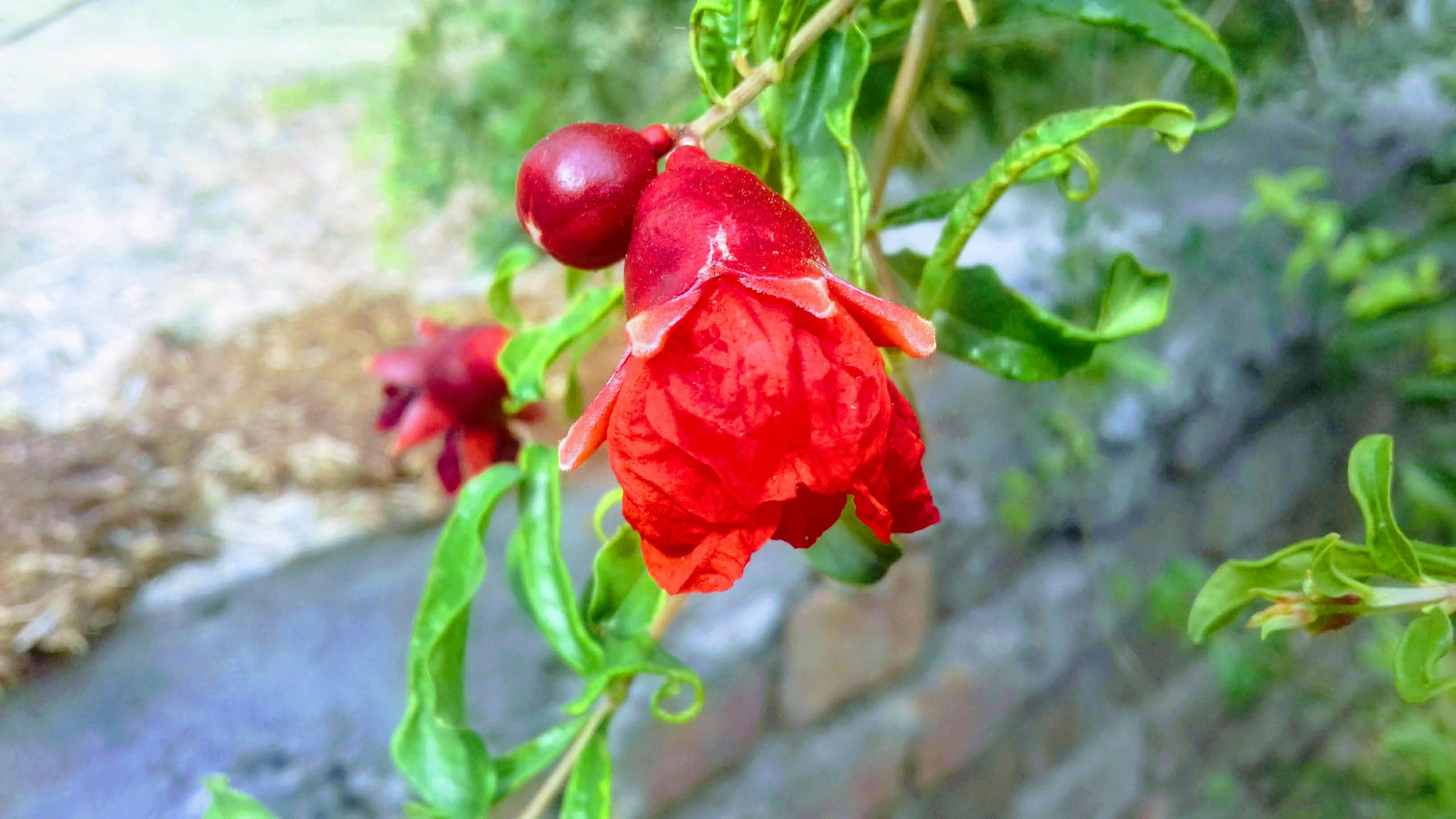 תמונה של לק ג'ל עדין בצבע סגול