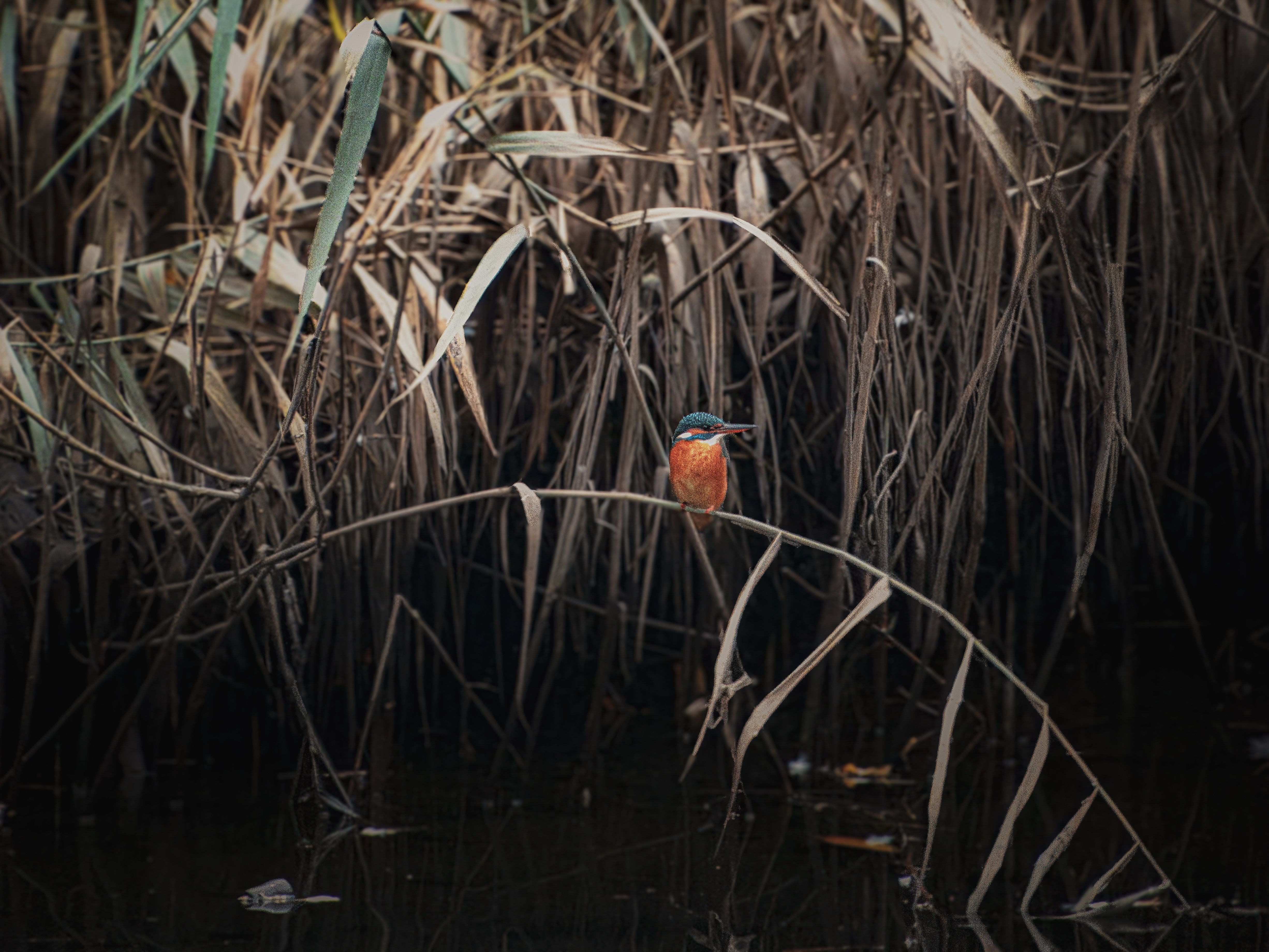 Common Kingfisher Amongst River Reeds · Free Stock Photo
