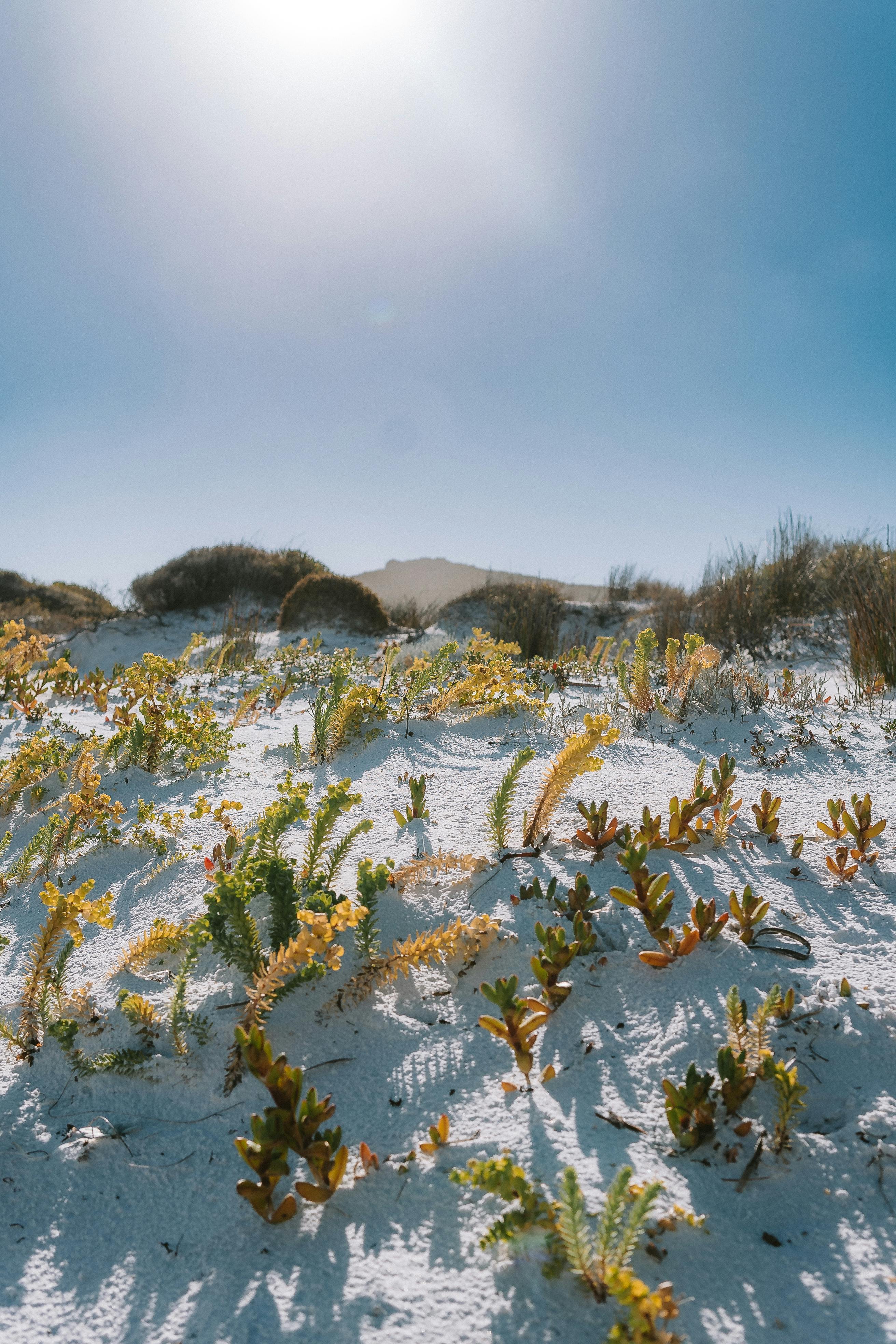Discover the tranquil beauty of beach dunes under the clear skies of Esperance, Western Australia.