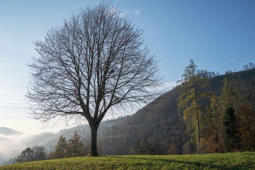 Free A solitary tree in a peaceful autumn landscape with hills and clear blue sky. Stock Photo
