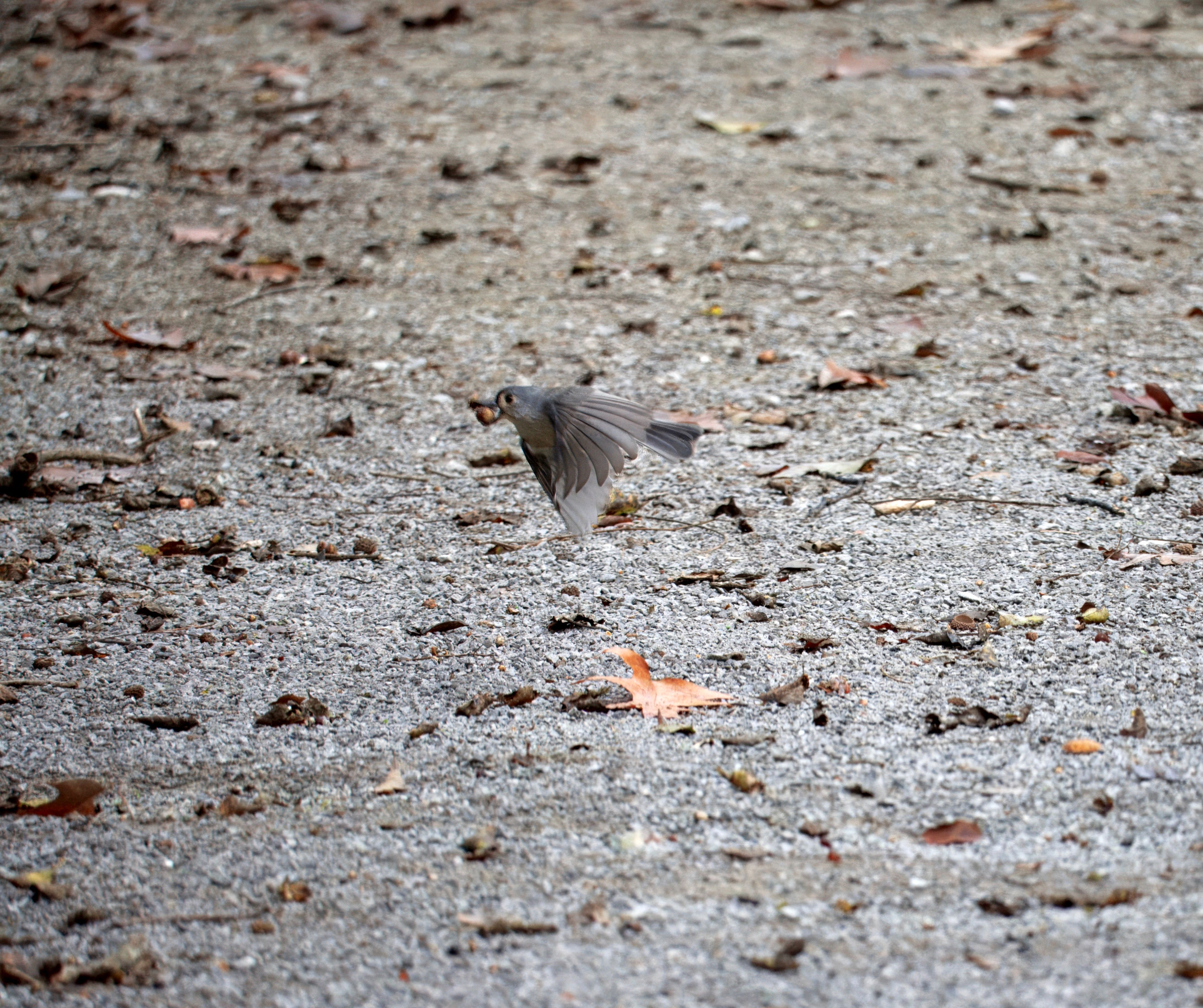 Small Bird Flying Over Gravel Path in Autumn · Free Stock Photo
