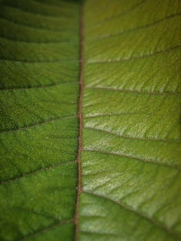Macro shot showcasing the texture and pattern of a green leaf vein, emphasizing nature's intricate design.