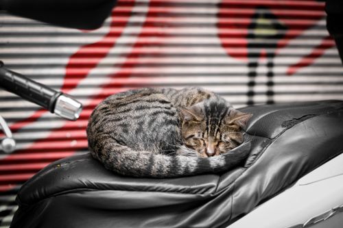 Free A cat sleeps peacefully on a motorcycle seat against a colorful graffiti backdrop. Stock Photo