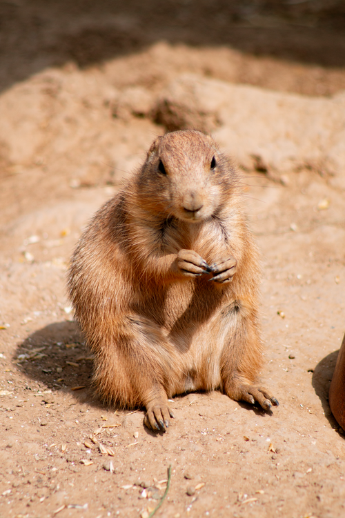 Free Close-up of a prairie dog standing on sandy ground at Brno Zoo, Czechia. Stock Photo