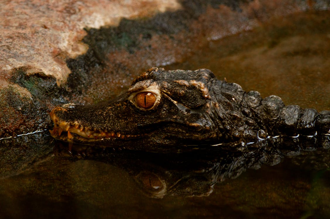 A large caiman or crocodile resting partially submerged in water at Odense Zoo, Denmark, with lush tropical foliage in the background.