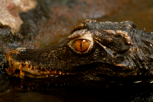 Free Detailed close-up of a crocodile's head partially submerged in water showing its eye and rough skin texture. Stock Photo