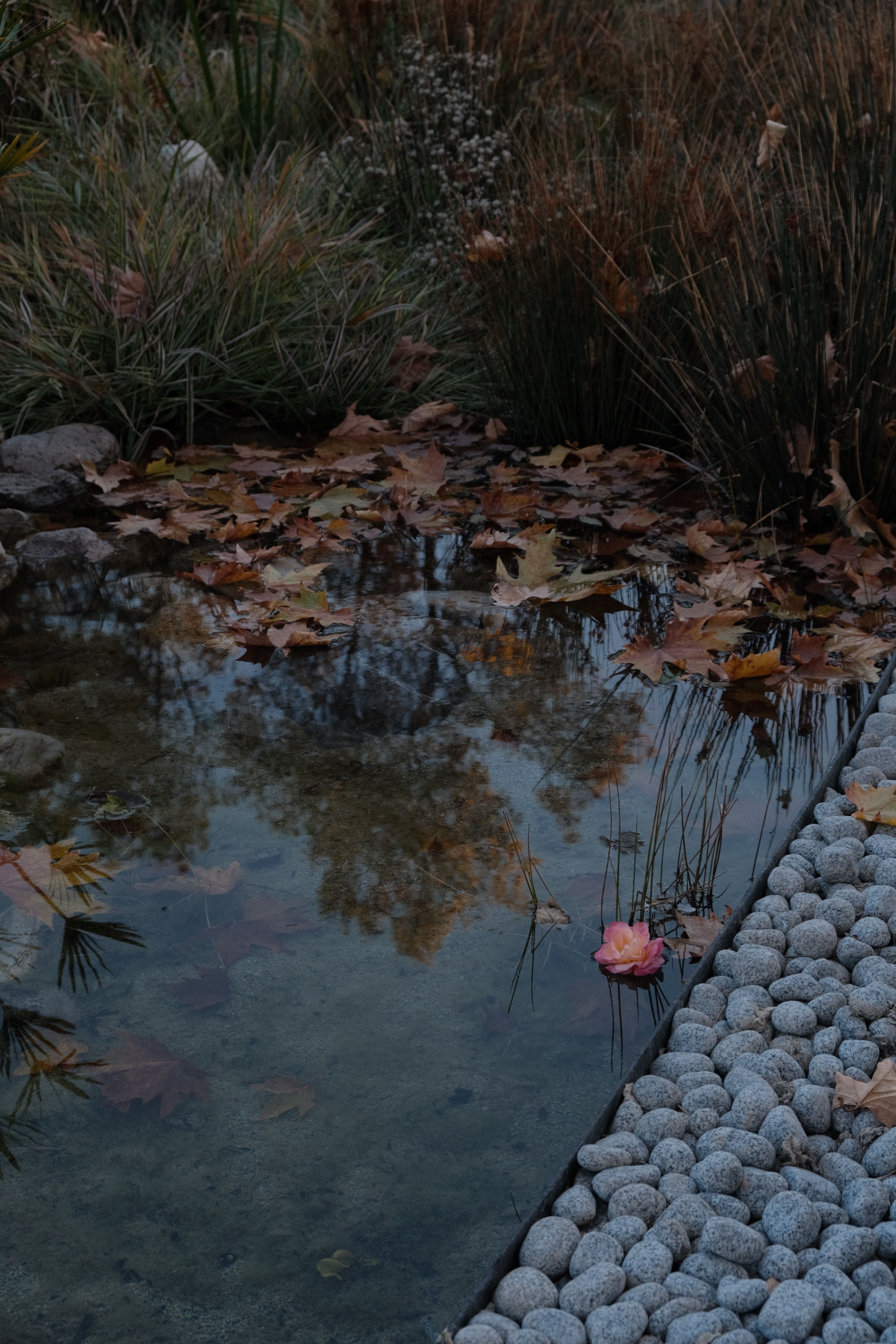 Serene Pond with Autumn Leaves and Pebbles · Free Stock Photo