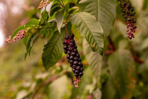 Free American pokeweed berries hanging from a branch with green leaves in focus. Stock Photo