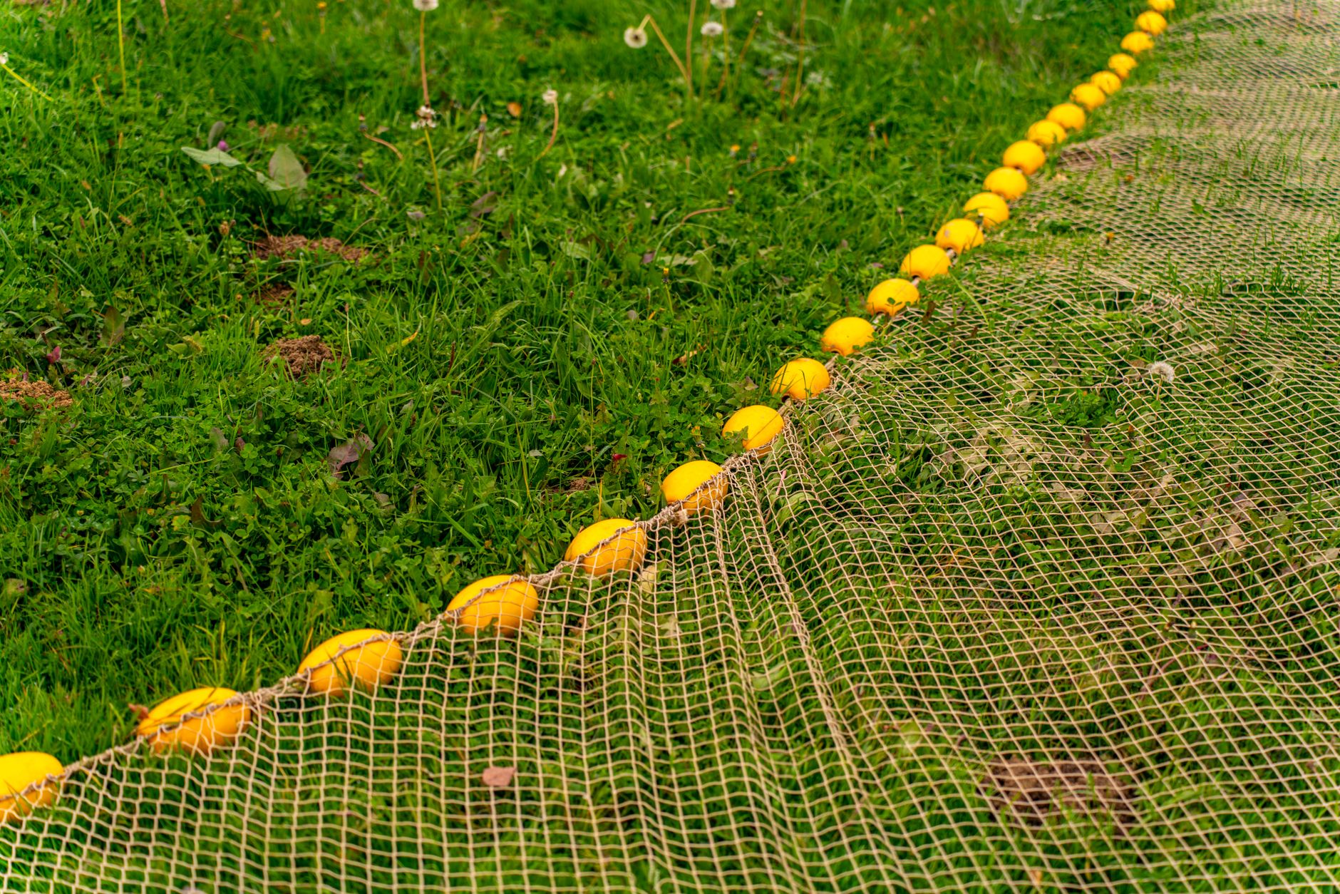 layered bird deterrence with netting and reflective tape UK garden