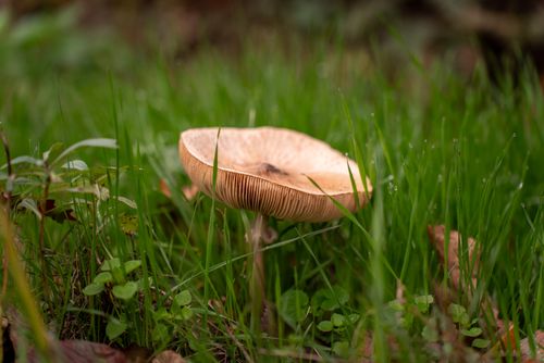 Free A detailed image of a single mushroom amidst vibrant green grass in nature. Stock Photo