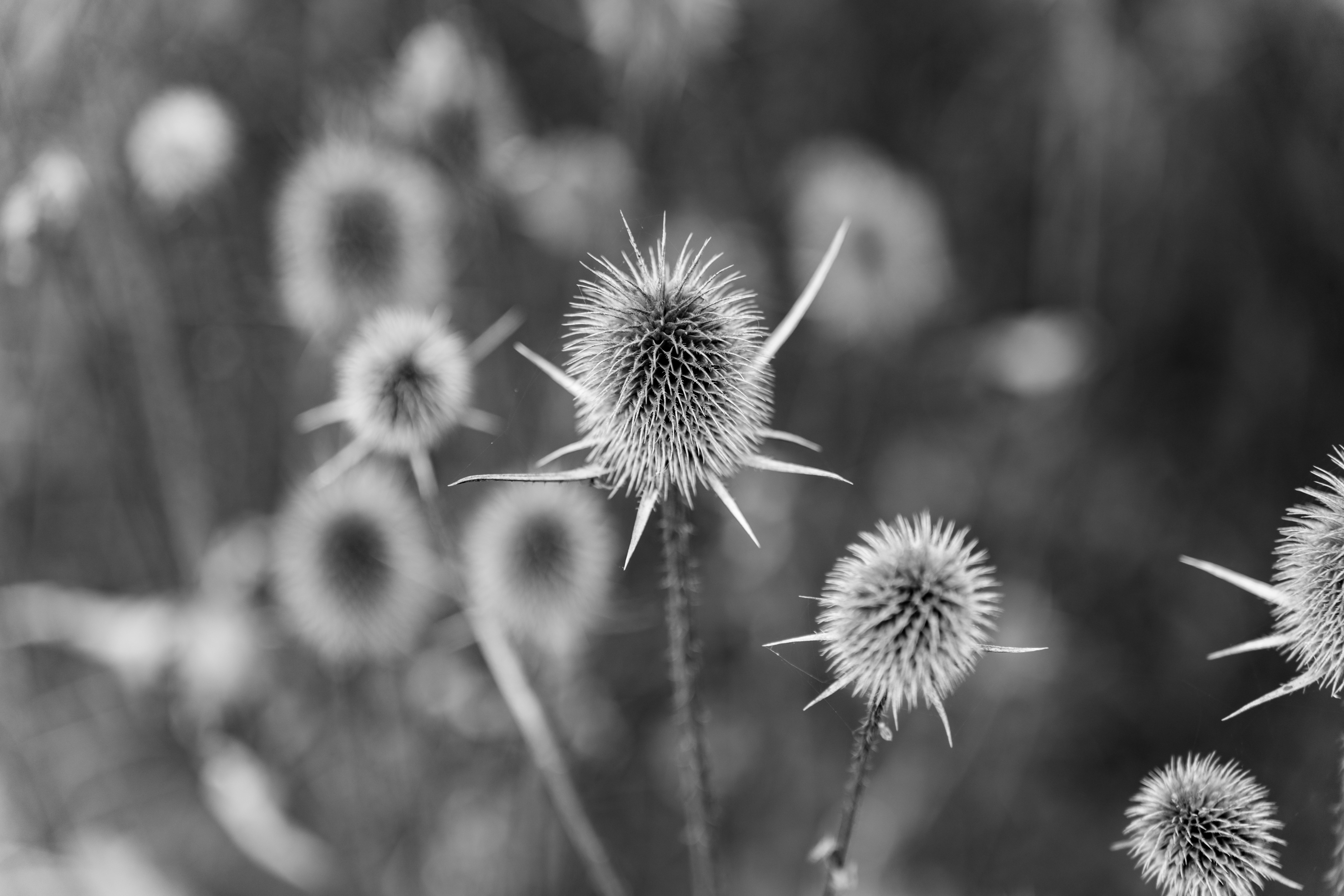 Black and white photograph capturing detailed spiky thistle plants in natural setting.