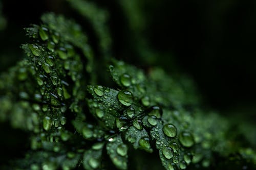Green Leaf Plant Close-up Photography
