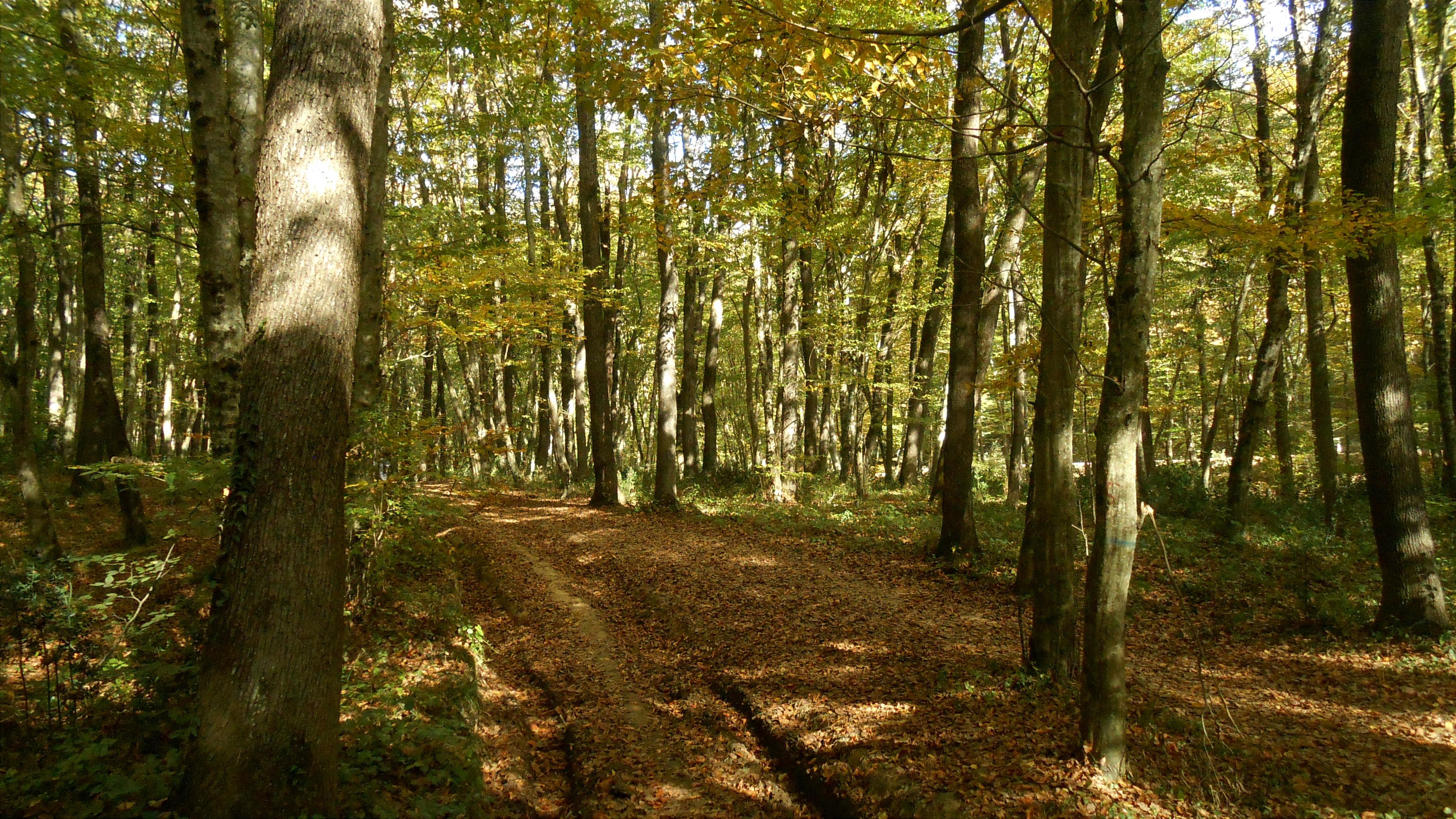 Illustration — forêt monumentale le monde dans un gland