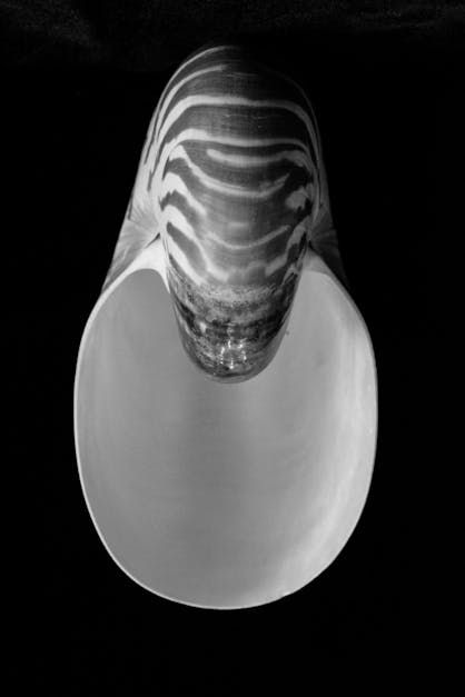 Free stock photo of chambered nautilus, sea shell, shell