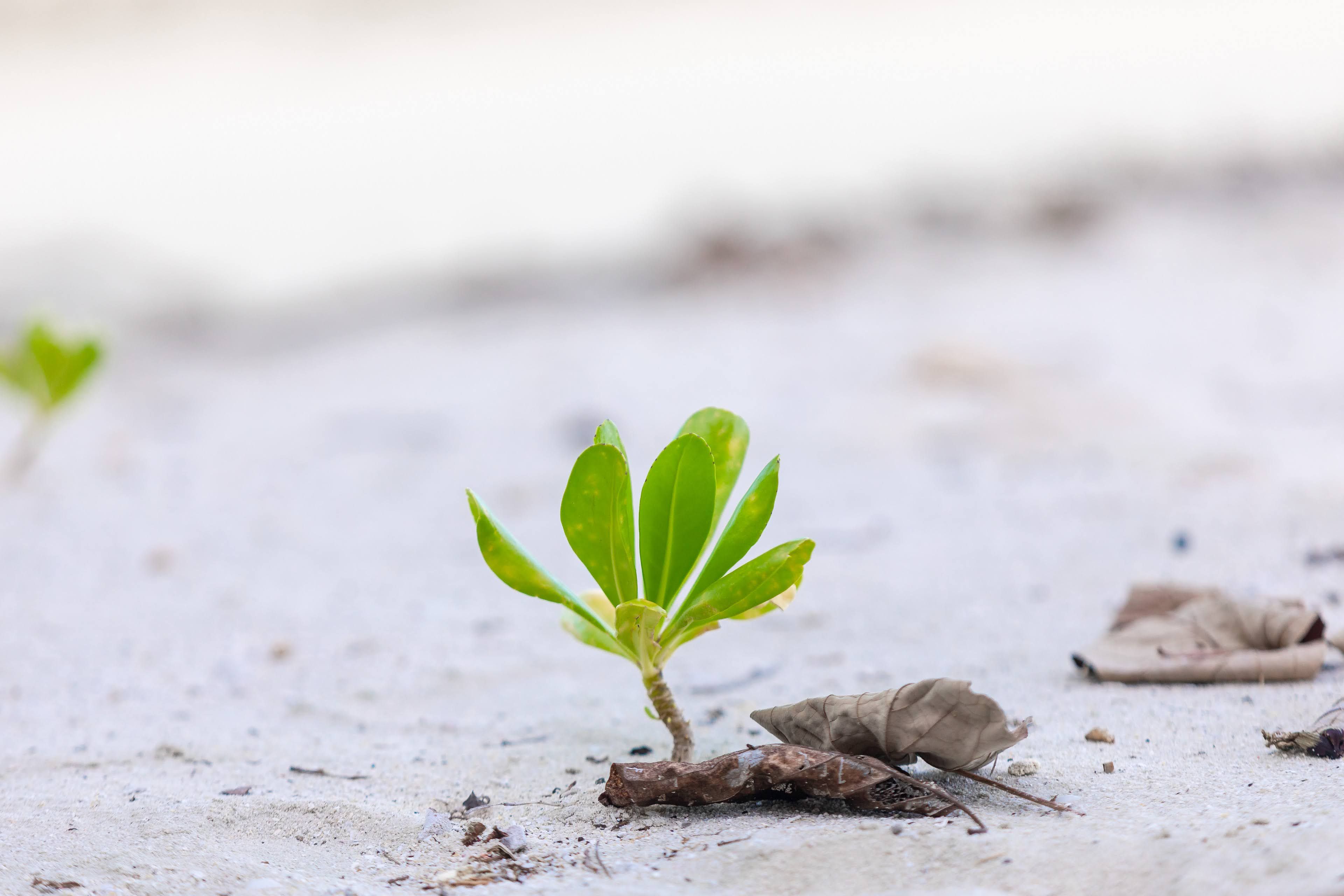 Yearning For Growth Without Losing Appreciation For The Present