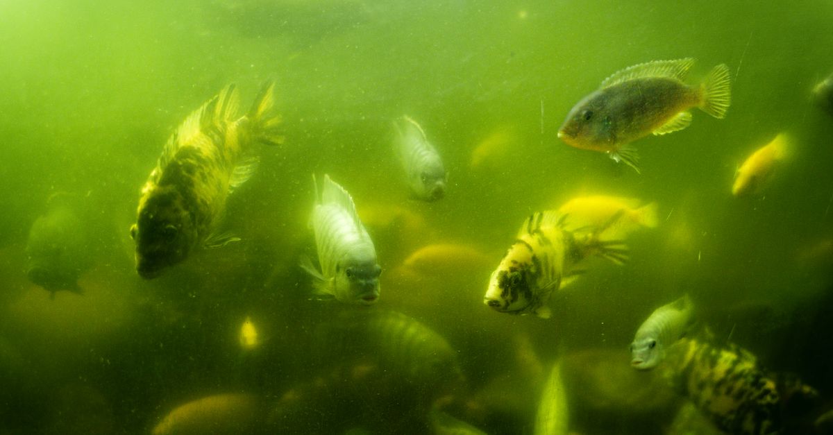 La diversité des poissons d'eau douce : espèces fascinantes à connaître