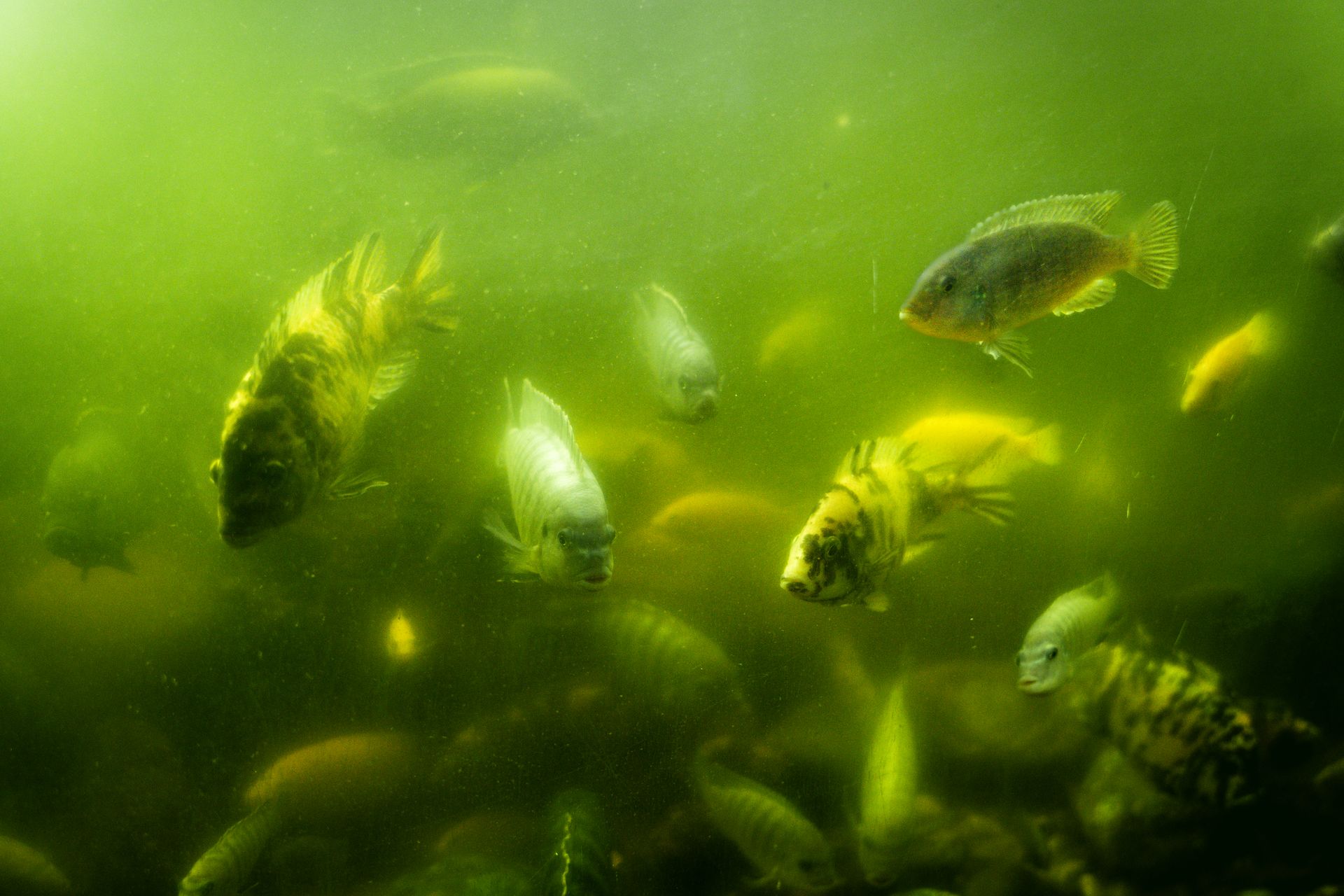 Mesmerizing underwater scene with diverse fish species swimming in a natural green aquatic environment.