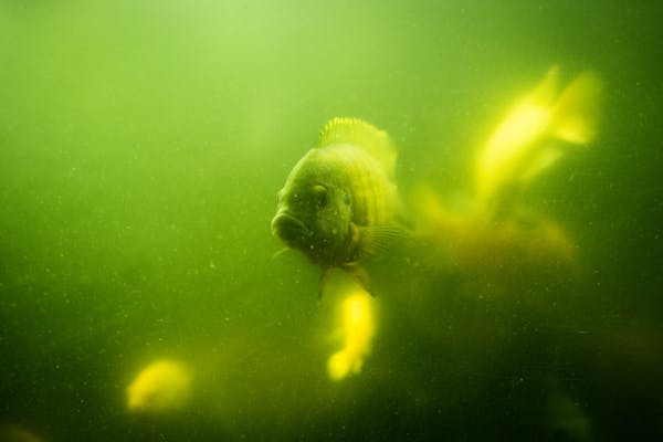 Northern Pike fish found in Utah Lake