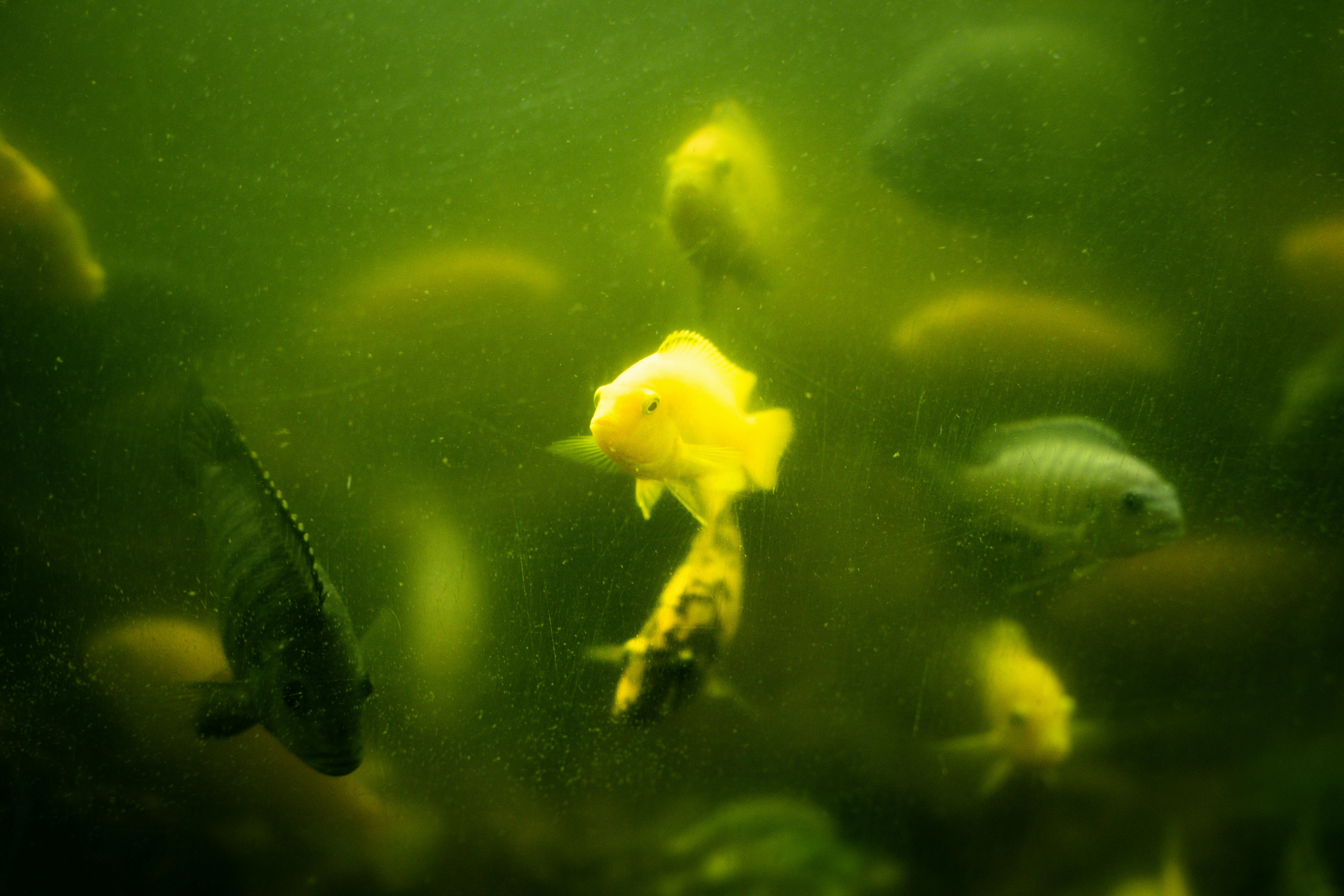 Colorful fish swimming in murky green aquarium water, showcasing natural aquatic beauty.