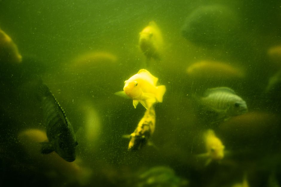 Colorful fish swimming in murky green aquarium water, showcasing natural aquatic beauty.