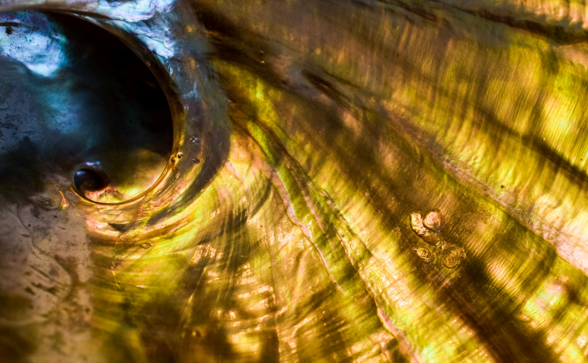 Free Stock Photo Of Abalone, Mother Of Pearl, Sea Shell