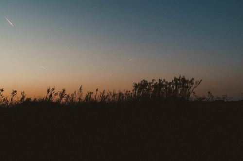 Free Silhouette of grass at twilight in Batumi, showcasing nature's calm evening solitude. Stock Photo