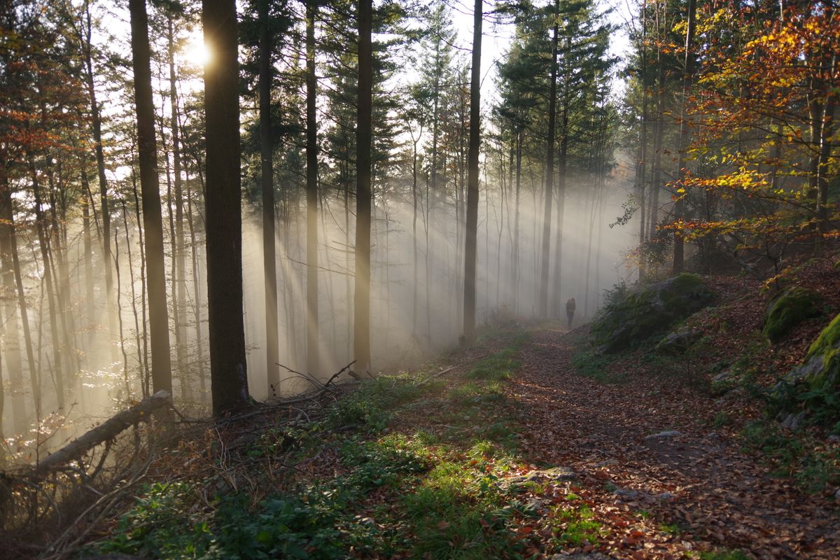 Sunrise lighting a forest path, symbolising the stages of betrayal trauma healing