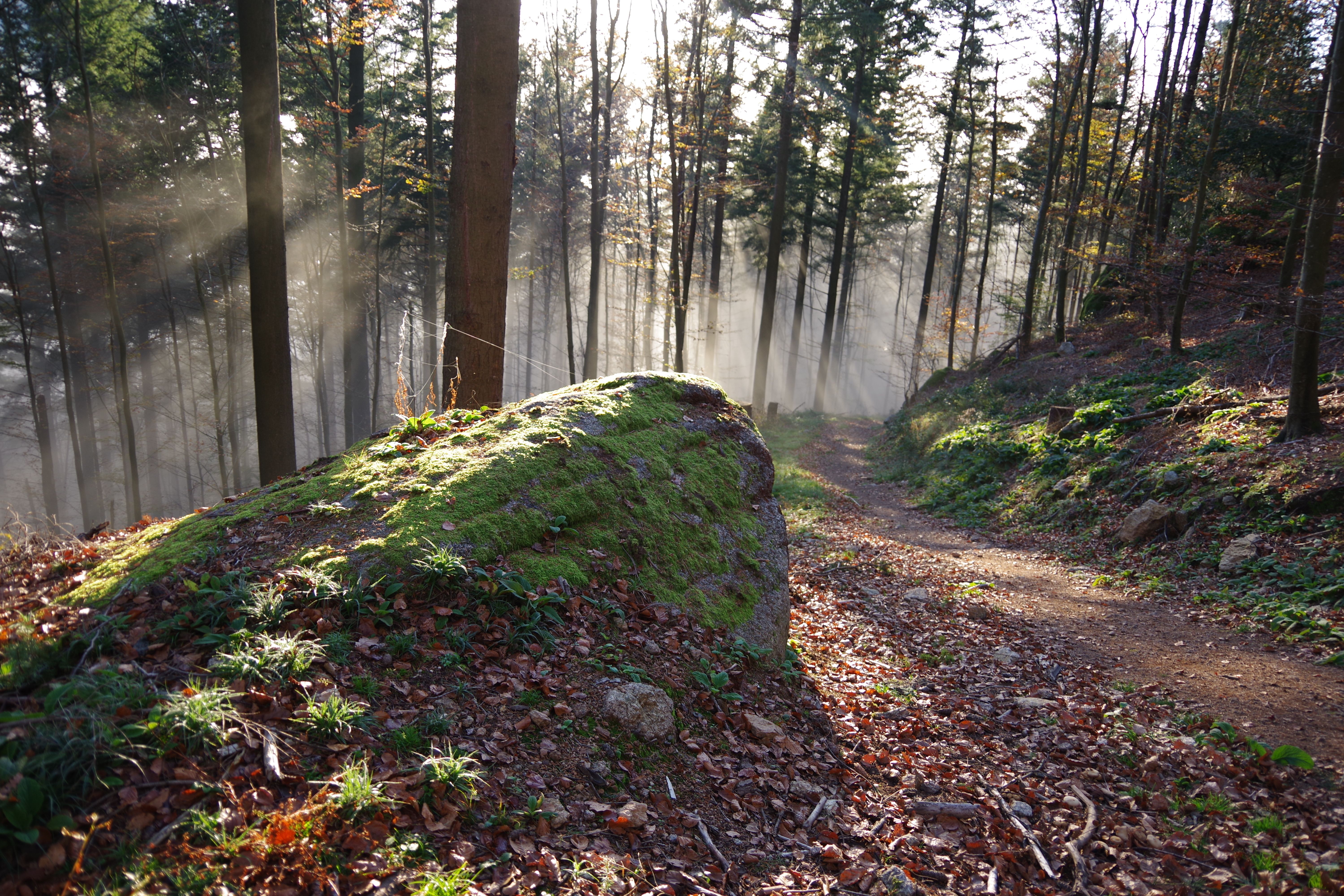 Sunlit Forest Path with Mossy Rocks · Free Stock Photo