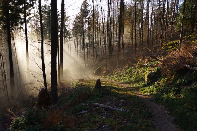 Peaceful sunlit path in nature reflecting career journey