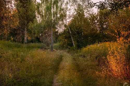 Pathway Between Trees and Plants