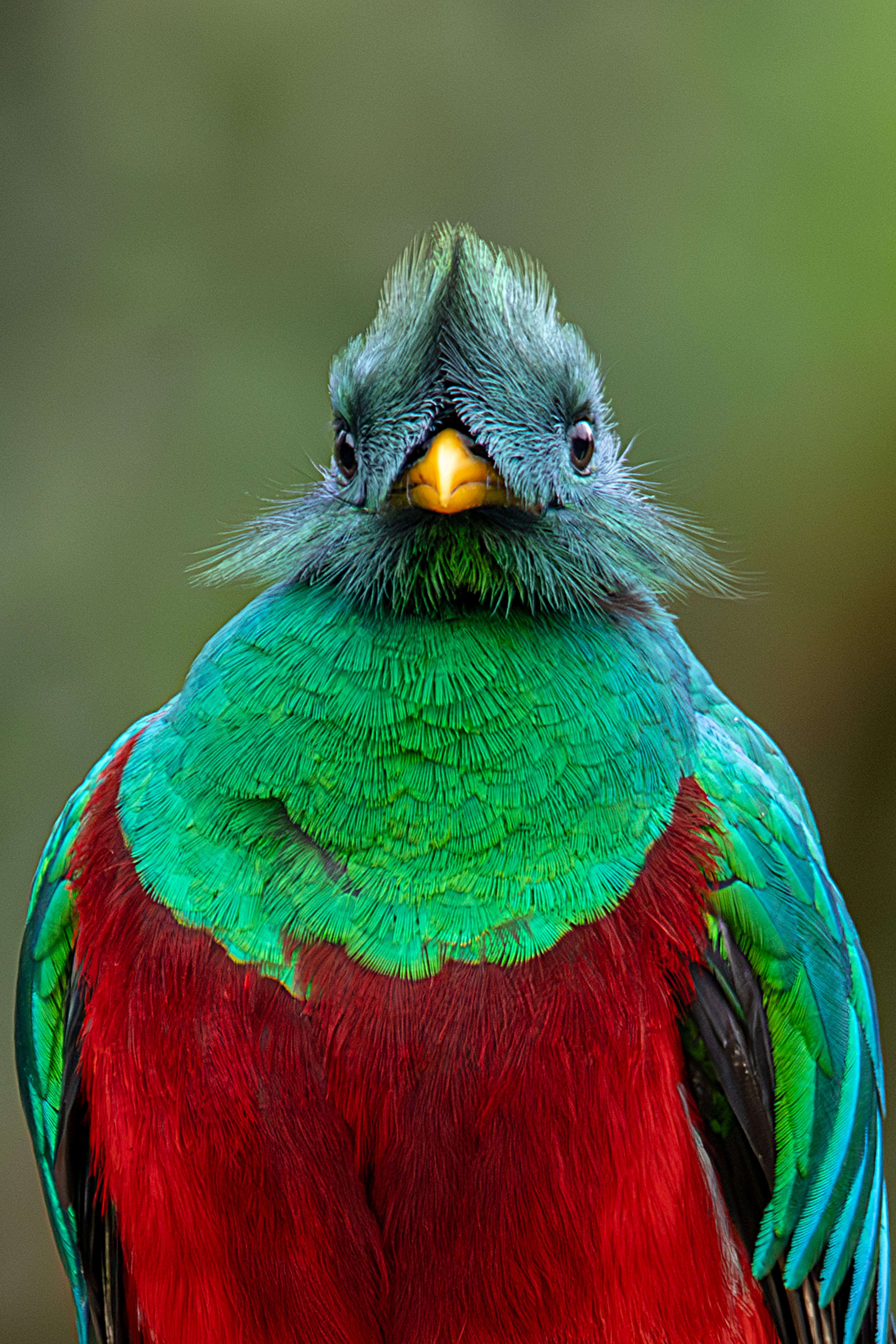 Quetzal Bird Wallpaper Resplendent Quetzal (Pharomachrus Mocinno),
