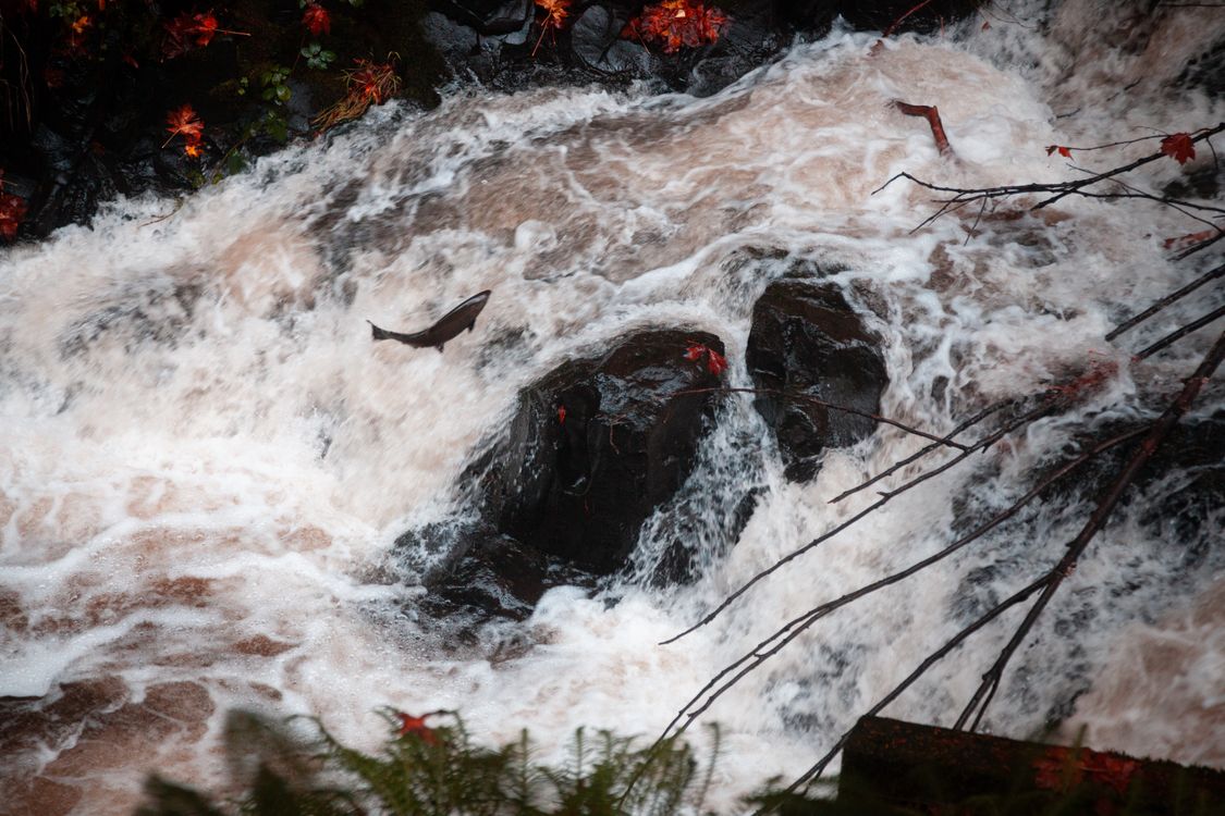 Rapids Ina Stream Leaping Salmon in Autumn Stream Rapids · Free Stock Photo