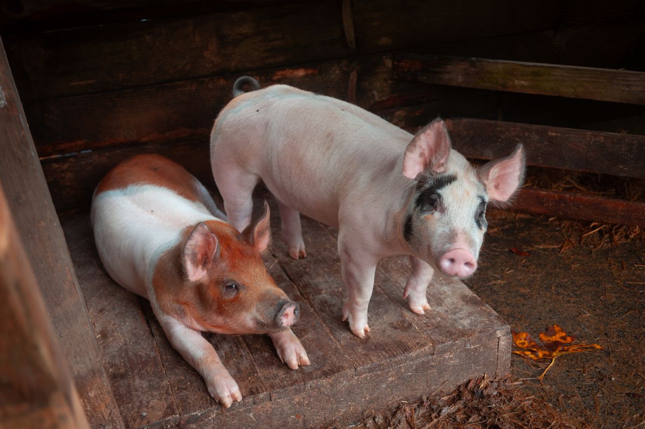 two adorable piglets in a cozy farm setting showcasing rural autumn ch