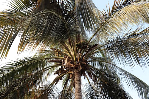 Foto d'estoc gratuïta de a l'aire lliure, arbre, coco