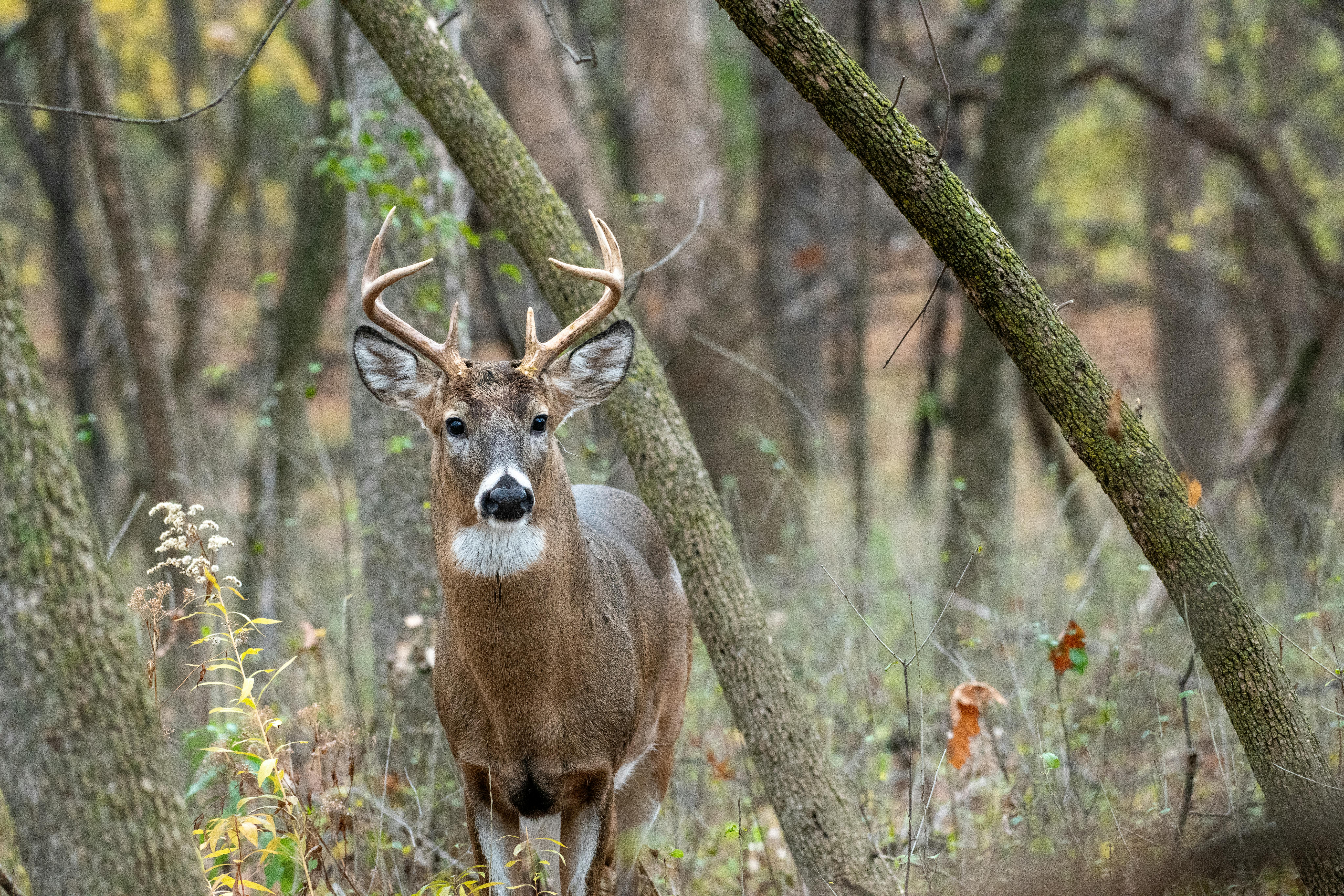 grátis Foto profissional grátis de alerta, animais selvagens, animal Foto profissional