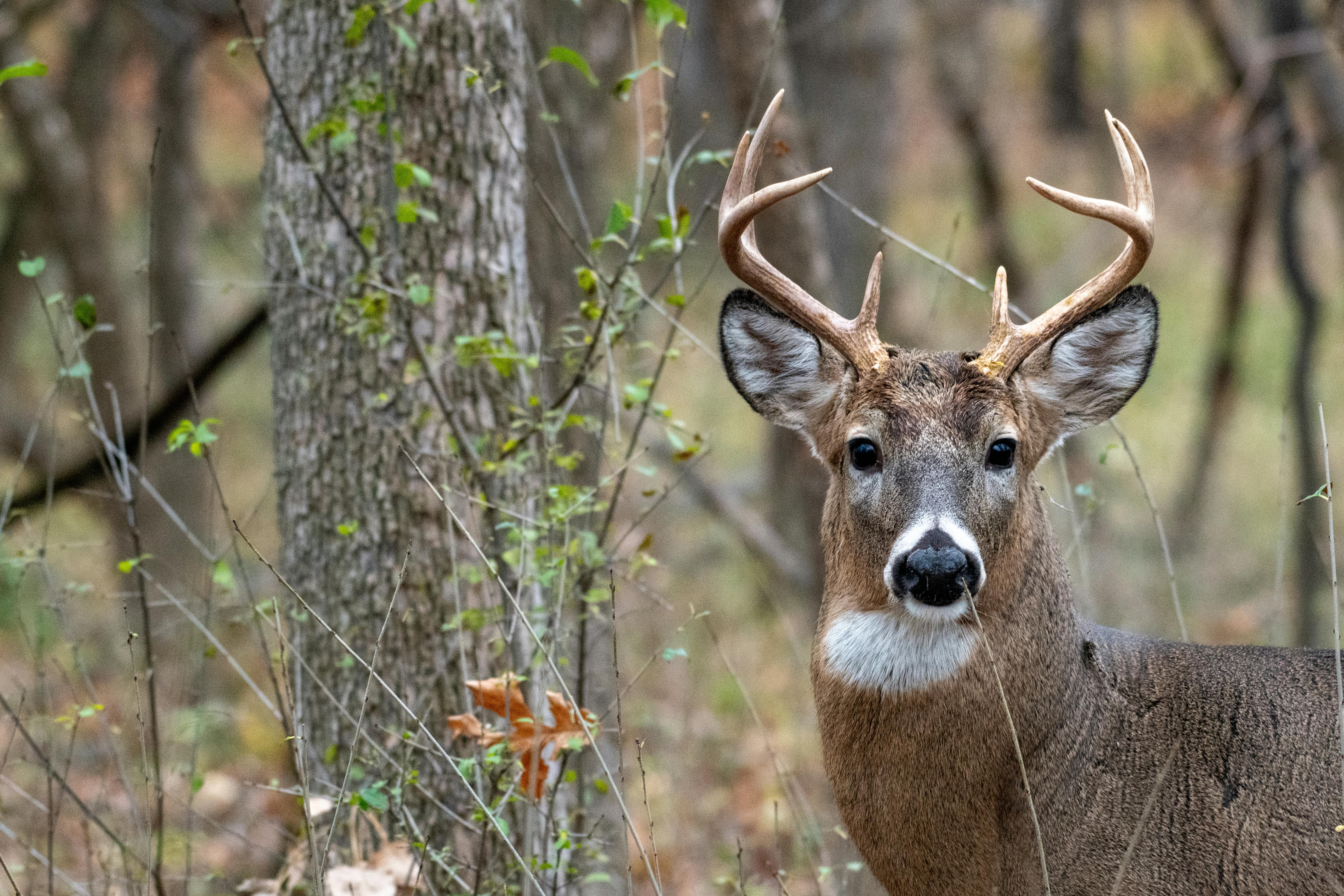 grátis Um veado de cauda branca em alerta em uma floresta, exibindo seus chifres e presença serena. Foto profissional