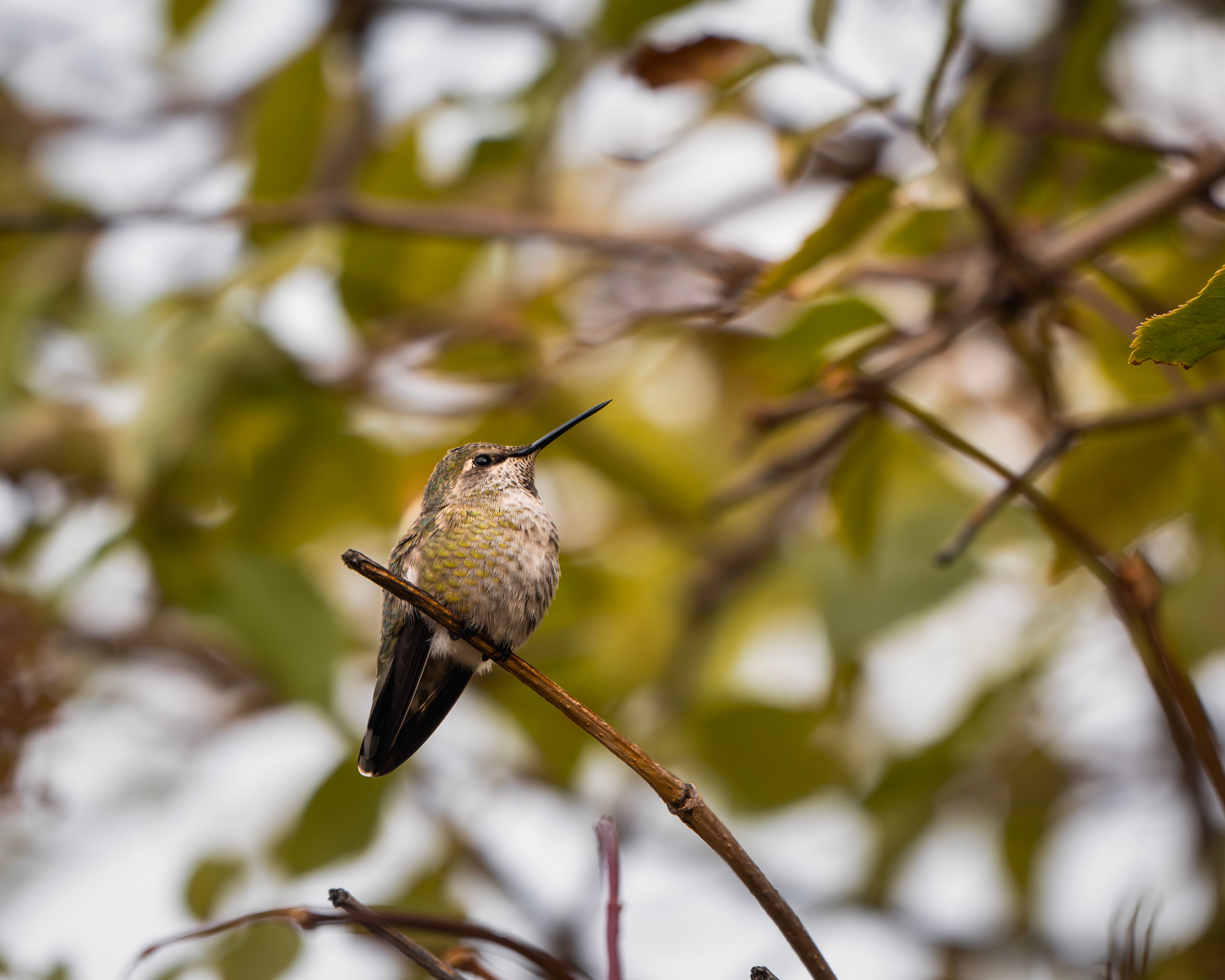 Close-up of an Anna's Hummingbird on a branch in Wenatchee, Washington, displaying beautiful green plumage.
