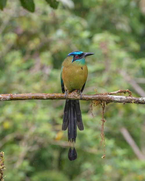 Free A beautiful Blue-crowned Motmot perching on a mossy branch in lush Costa Rican forest. Stock Photo
