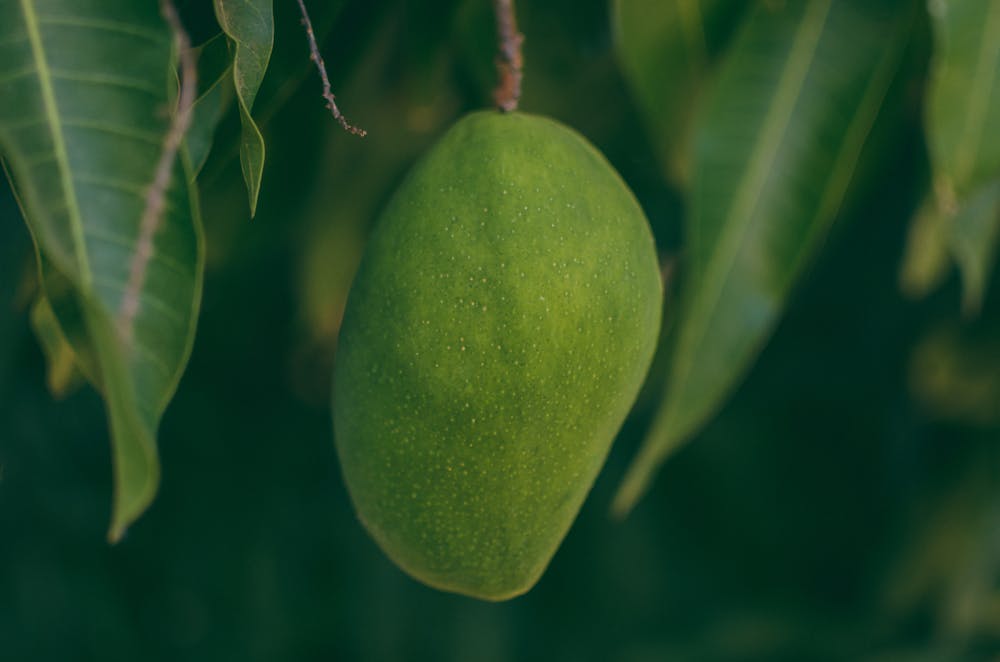 Mango Leaves @pexels.com