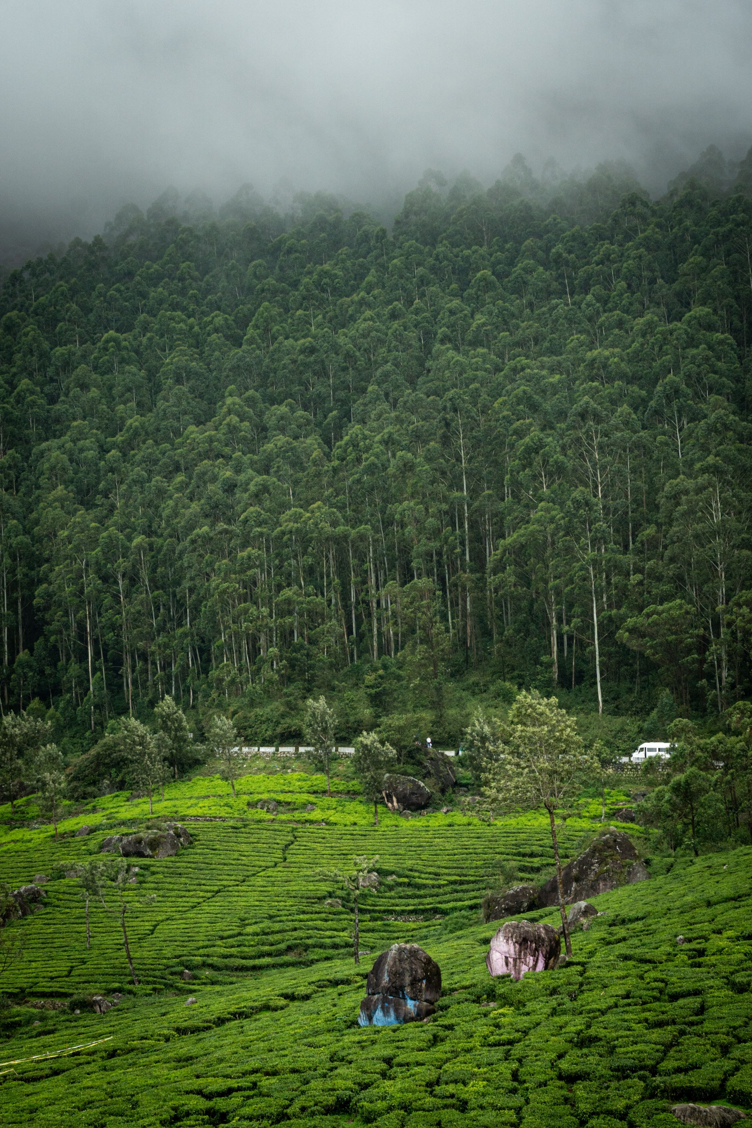 Lush green tea plantations in Kerala with misty forests in the background.
