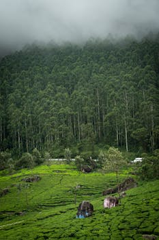 Image shows map highlighting 50+ Indian districts bracing for severe monsoon storms and heavy rainfall.