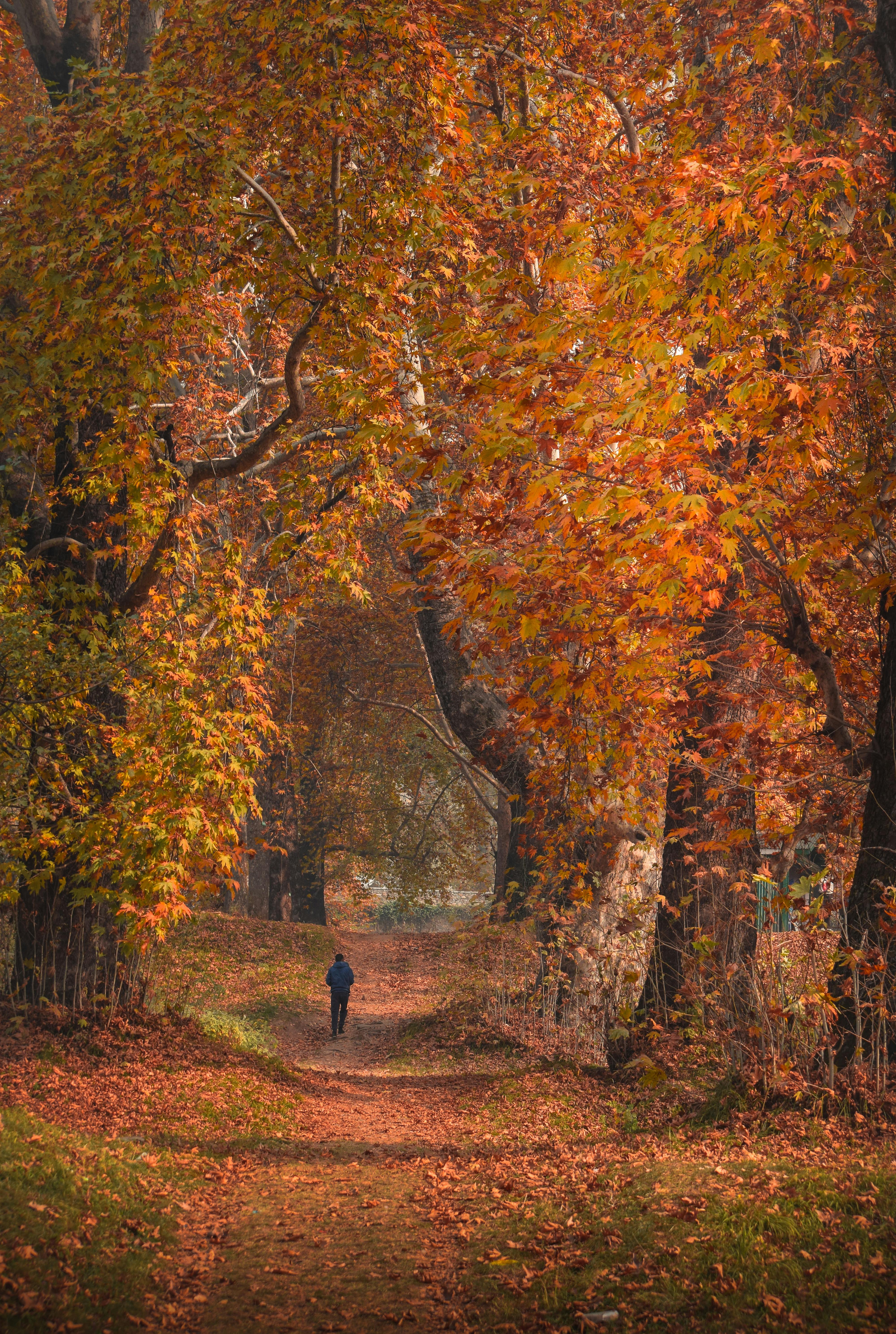 A solitary figure walks through a picturesque autumn path surrounded by vibrant foliage in JK.