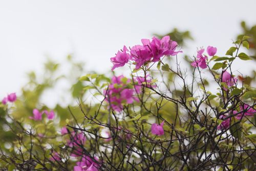 Free Lush pink bougainvillea blooms in focus against a tranquil background. Stock Photo