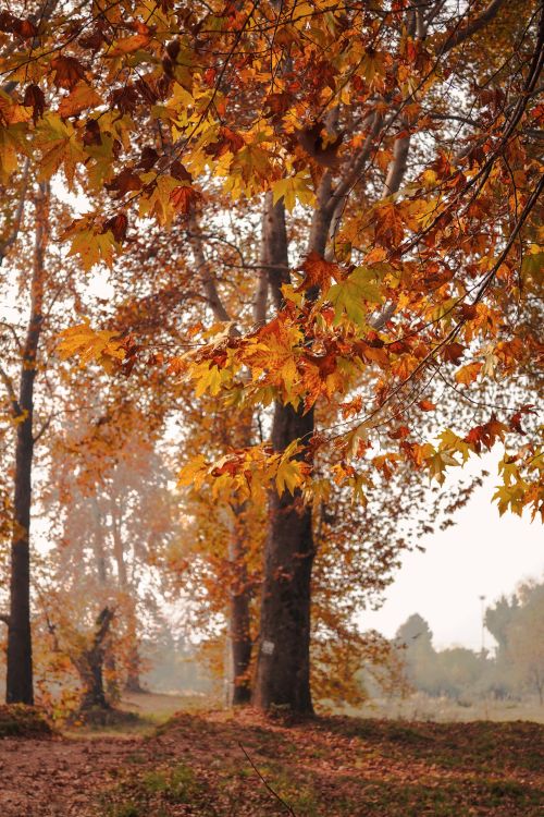 Free Beautiful fall foliage in a serene forest scene, showcasing vibrant autumn colors. Stock Photo
