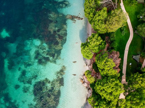 Free Aerial Photography of Beach With Trees Stock Photo