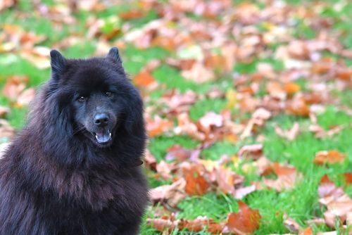 Free Fluffy black Chow Chow dog sitting on grass with autumn leaves. Stock Photo